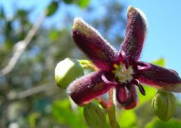 periploca graeca nel bosco di Rauccio a Lecce