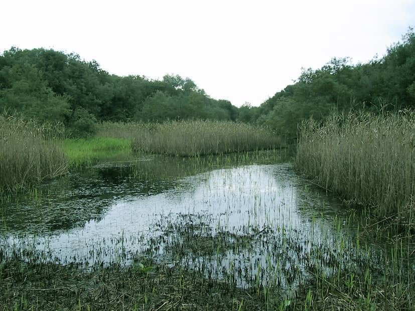 palude nel bosco di rauccio a lecce